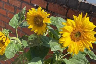Open Sunflowers bringing joy to a local community